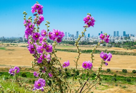 וילונות בחריש